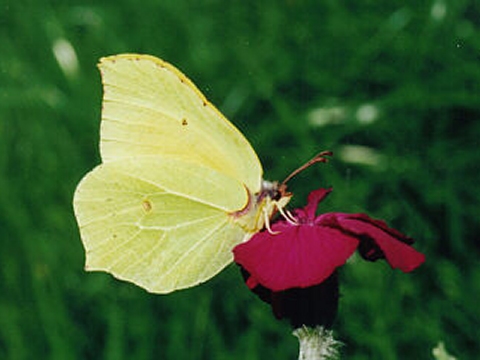 Insekt des Jahres 2002 - der Zitronenfalter - Gonepteryx rhamni © Th. Funk