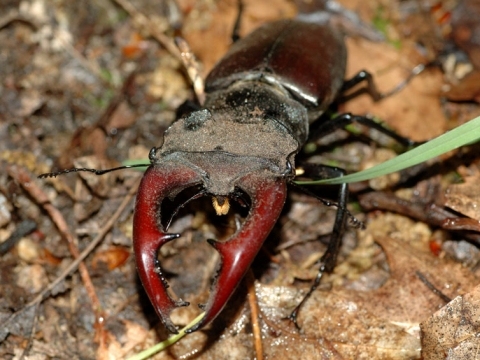Insekt des Jahres 2012 - Der Hirschkäfer - Lucanus servus