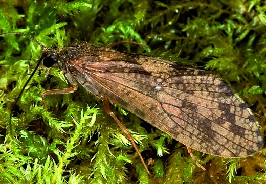 Insekt des Jahres 2013 - Gebänderte Flussköcherfliege - Rhyacophila fasciata