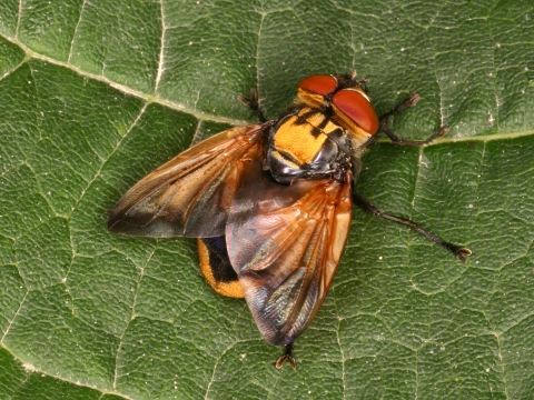 Goldschildfliege - Phasia aurigera