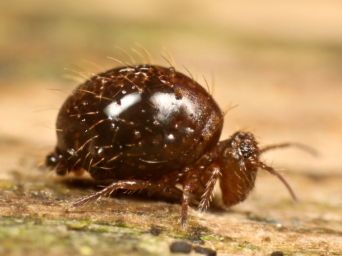 Insekt des Jahres 2016 - der Dunkelbraune Kugelspringer - Allacma fusca