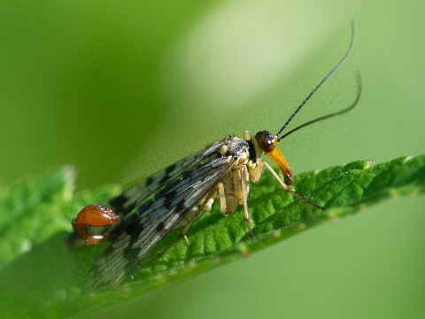 Insekt des Jahres 2018 - die Skorpionfliege - Panorpa communis
