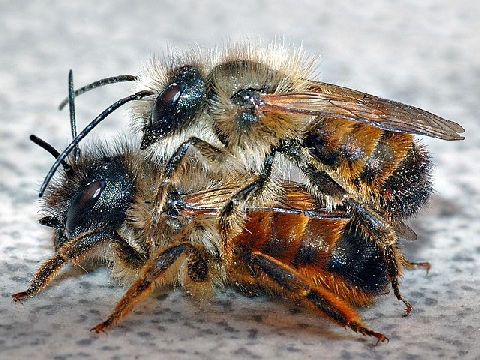 Insekt des Jahres 2019 - die Rostrote Mauerbiene - Osmia bicornis
