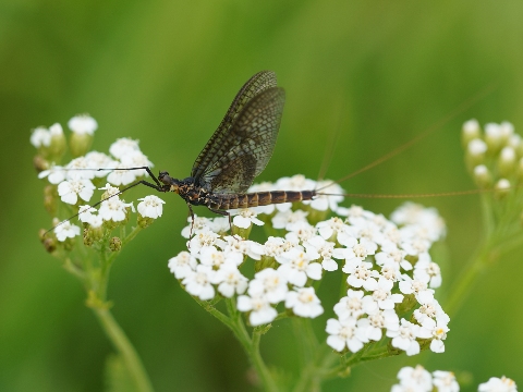 Insekt des Jahres 2021 - die Dänische Eintagsfliege (Ephemera danica)