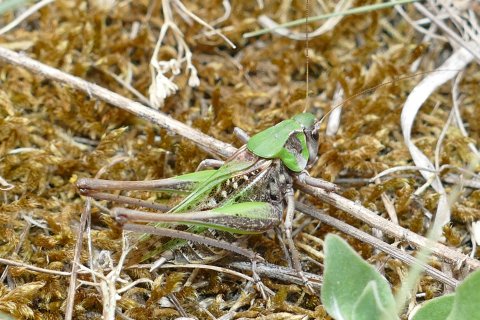 Insekt des Jahres 2026 - Warzenbei&szlig;er - <i>Decticus verrucivorus</i>